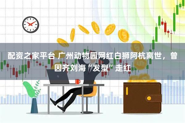 配资之家平台 广州动物园网红白狮阿杭离世，曾因齐刘海“发型”走红